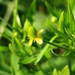 Ranunculus sceleratus Floare