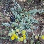 Astragalus alopecuroides Leaf