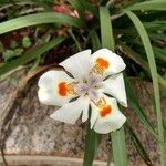 Dietes iridioides Flower