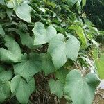 Vitis coignetiae Leaf