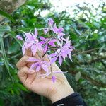 Epidendrum flexuosum 花