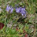 Phyteuma globulariifolium 整株植物