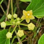 Cynanchum insipidum Blüte