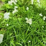 Allium zebdanense Цветок
