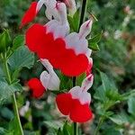 Salvia microphylla Kvet