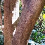 Cinnamomum bejolghota Bark