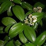 Miconia cooperi Other