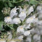 Linaria verticillata फूल