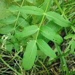 Sium latifolium Blad