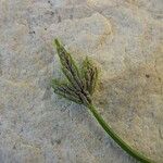 Asplenium seelosii Fruit