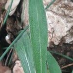 Inula montana Leaf