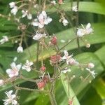 Saxifraga hirsuta Flor
