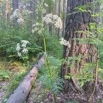 Pleurospermum uralense Облик