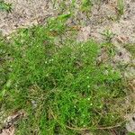 Polypremum procumbens List