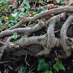 Hedera hibernica Bark