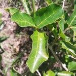 Mascarenhasia arborescens Hoja