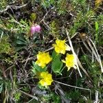 Ranunculus thora Bloem