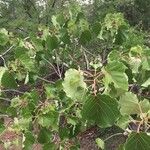 Ficus abutilifolia Habit