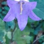 Campanula tracheliumFlor