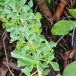 Commiphora holtziana 葉