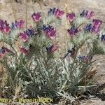 Echium albicans Hábito