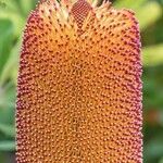 Banksia praemorsa Kvet