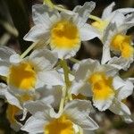 Dendrobium thyrsiflorum Flor