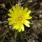 Scorzonera aristata 花