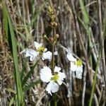 Sagittaria lancifolia Fiore