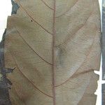 Cybianthus resinosus Otro