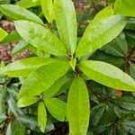 Rhododendron ponticum Leaf