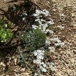 Achillea umbellata Natur