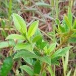 Stylosanthes fruticosa Blatt