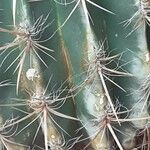 Ferocactus pilosus Ліст