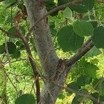 Populus × canescens Кара