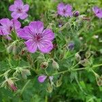 Geranium viscosissimum Kukka