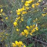 Ulex europaeusKvet