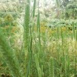 Phleum phleoides Liść