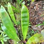 Antrophyum boryanum Hoja