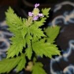 Verbena lasiostachys Flor