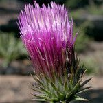 Cirsium andersonii Flor