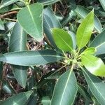 Lophostemon confertus Leaf