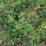 Seseli peucedanoides 花