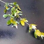 Barleria repens Leaf