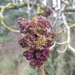 Fraxinus excelsior 花