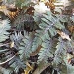 Athyrium niponicum List