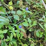 Gentiana andrewsii Blomma