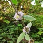 Mentha arvensis Bark