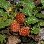 Rubus geoides Fruto