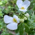 Iberis semperflorens Cvet